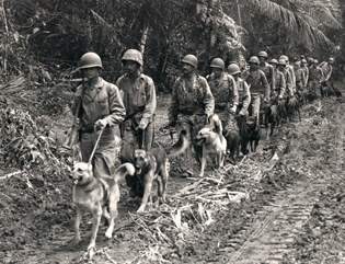 The 1st Marine War Dog Platoon were the ‘goodest bois’ of WWII